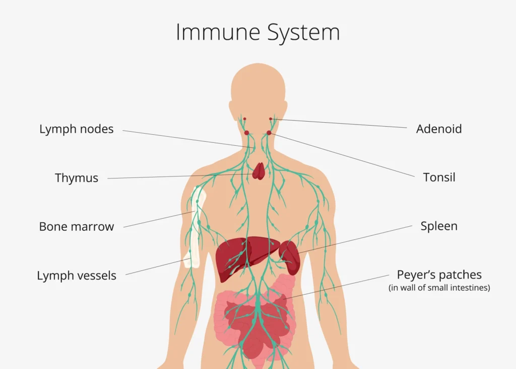 Immune System 